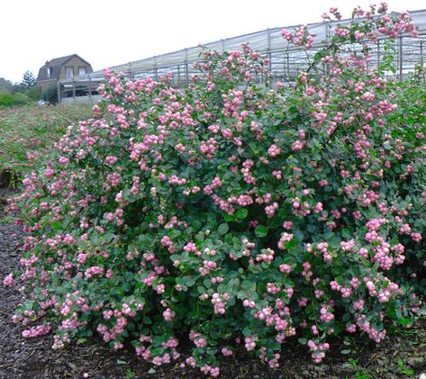 Proud Berry Coral Berry Coral Berry, Backyard Garden Layout, Small Backyard Gardens, Design Blogs, White Plants, Clay Soil, Flowering Shrubs, Garden Layout, Landscaping Plants