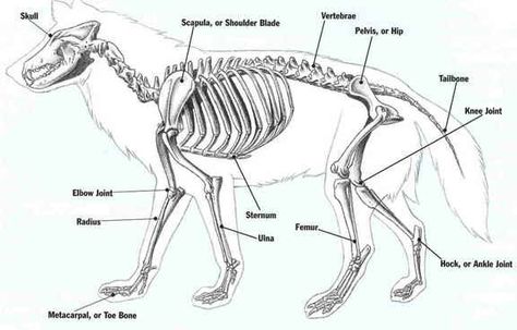 Bone Structure of a Wolf Wolf Skeleton, Skeleton Diagram, Canine Anatomy, Bear Skeleton, Human Skeleton Anatomy, Wolf Poses, Animal Skeleton, Shadow Wolf, Skeleton Anatomy