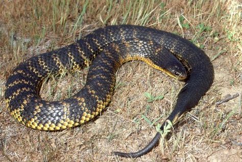 Western Tiger Snake, Notechis scutatus occidentalis. This is a very toxic snake and will attack humans if cornered. Australian Reptiles, Deadly Snakes, Types Of Tigers, Indian Cobra, Venomous Animals, Tiger Species, Tiger Snake, Danger Noodle, Creepy Creatures