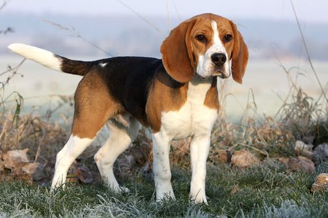 Beagle Hunting, Beagle Art, Cute Beagles, Popular Dog Breeds, Most Popular Dog Breeds, Beagle Puppy, Charles Darwin, Dog Wallpaper, Beagle Dog