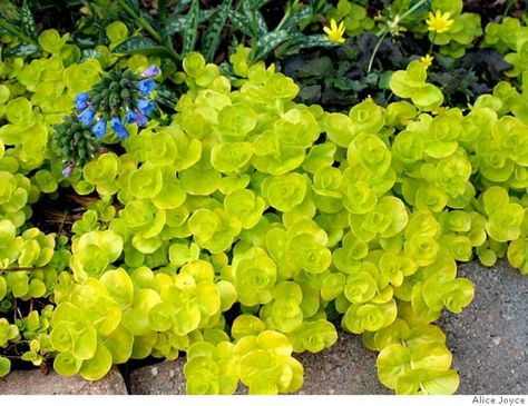 Golden Creeping Jenny Creeping Jenny Plant, Perennial Ground Cover, Garden Catalogs, Creeping Jenny, Best Perennials, Organic Vegetable Garden, Balcony Plants, Pond Plants, Ground Cover Plants