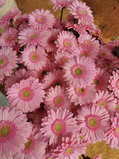 Gerbera Daisy Aesthetic, Gerber Flowers, Daisy Bouquet Wedding, Pink Gerbera Daisy, Pink Gerbera, Pink Daisies, Daisy Bouquet, Minnie Mouse Pink, Nothing But Flowers