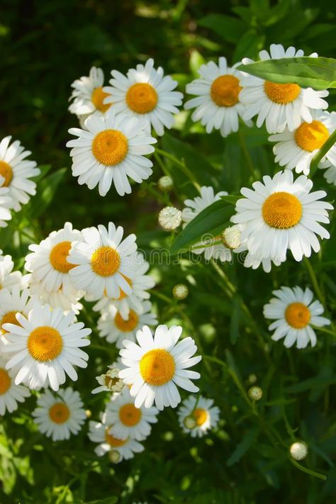 Camomile Plant, Camomile Flower, Harvesting Camomille, Aesthetic Chamomile, Tea Camomile, Chamomile Plant Aesthetic, White Chamomile Flower, Edible Flower Garden, Herb Wedding