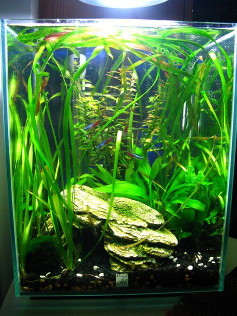 Showoff your Fluval Chi! - The Planted Tank Forum Fluval Chi, Seahorse Aquarium, Another Green World, Aquascape Ideas, Betta Aquarium, Nano Aquarium, Diy Aquarium, Shrimp Tank, Aquarium Setup