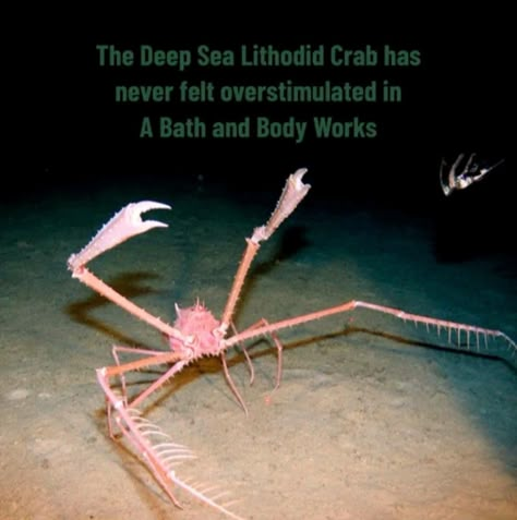 Spider Crab, Walking With Dinosaurs, Deep Sea Creatures, Silly Animals, Marine Animals, Ocean Creatures, What’s Going On, Sea Animals, Deep Sea