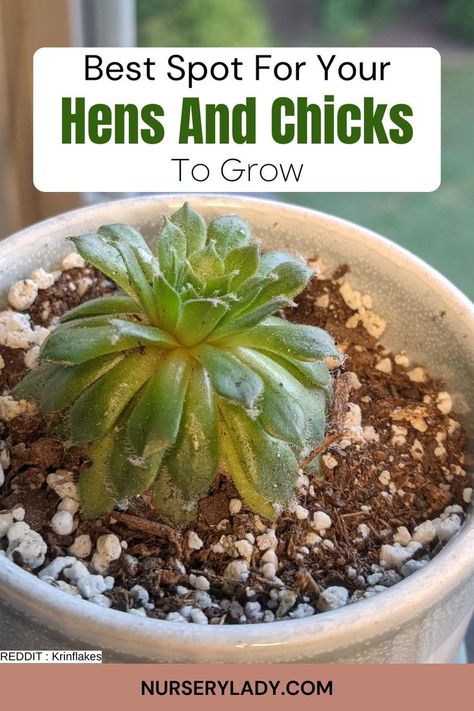 Find the best spot for your hens and chicks to thrive! This guide helps you choose the perfect location with just the right amount of sunlight, proper drainage, and protection from harsh weather. Whether planting indoors or outdoors, learn how to create the ideal environment for these hardy succulents to flourish. Ensure your hens and chicks grow strong and vibrant with these expert placement tips! Hen And Chicks Planting Ideas, Hardy Succulents, Hen And Chicks, Planting Ideas, Keeping Chickens, Low Maintenance Garden, Outdoor Accents, Hens And Chicks, Grow Strong