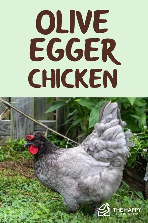 Oliver Egger Chicken, Moss Egger Chicken, Sage Egger Chicken, Olive Egger Chicken Hens, Sapphire Olive Egger Chicken, Americauna Chickens, Starlight Green Egger Chicken, Chickens And Their Egg Colors, Olive Egger Rooster