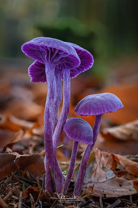 Parrot Waxcap Mushroom, Photos Of Mushrooms, Mushroom Reference Photo, Purple Mushroom Aesthetic, Wild Mushrooms Photography, Mushrooms Photography, Concrete Mushrooms, Shroom Art, Purple Mushrooms