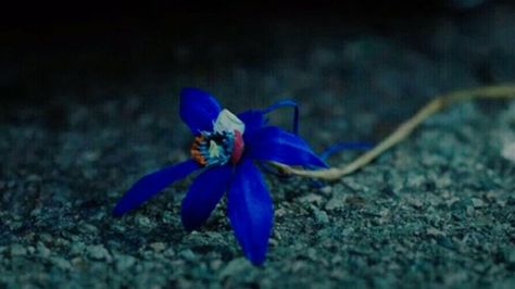 Aka the Ghost of Vietnam Blue Orchid - this mysterious symbol in the popular Korean Drama “Little Women” (작은 아씨들) in the Fall of 2022 on Netflix consta tly shows up Blue Orchid Tattoo, Blue Orchid Flower, Popular Korean Drama, Ghost Orchid, Orchid Drawing, Painting Mood, Orchid Flower Arrangements, Orchid Varieties, Orchid Tattoo