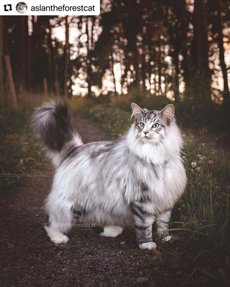 Norigian Forest Cat, Norwegian Forest Cat Therian Mask, Norwegian Forest Cat White, Cat Therian, Siberian Forest Cat, Cat Personality, Siberian Forest, Kitten Breeds, Cat Poses