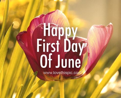 Tulip Petal Happy First Day Of June june june quotes happy june first day of june happy first day of june june images Welcome June Images, Happy First Day Of June, Jumuah Quotes, June Pictures, New Month Wishes, June Quotes, Welcome June, Inspiring Sayings, Monthly Quotes