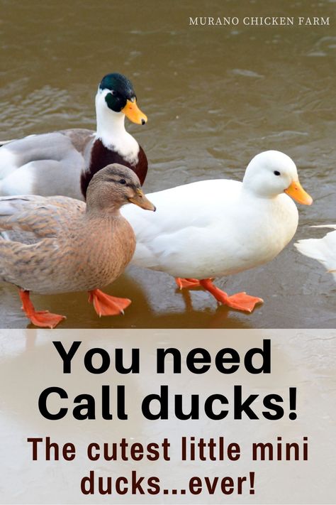 If you want to add some ducks to your backyard but don't have much room then call ducks might be the breed for you! These ducks might be small on size but they are big on personality and voice! Call Duck Colors, Best Ducks For Pets, Butterscotch Call Ducks, Duck Raising, Homestead Ducks, Call Ducks Breeds, Ducks And Chickens Living Together, Rouen Duck, Mini Ducks