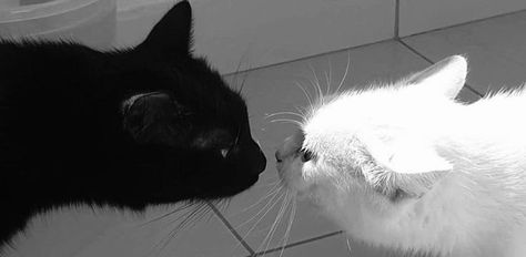 Add me on Snapchat! Username: xm1lxxx https://snapchat.com/t/oQlMWmbL Black And White Cat, White Cat, Tile, Black And White, Twitter, White, Black