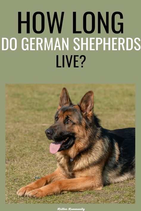 German Shepherds (GSDs) are beloved for their intelligence, loyalty, and hardworking nature, but they have a shorter lifespan than many breeds. 🐾 Learn how long GSDs typically live and discover 5 key signs that may indicate your German Shepherd's life is nearing its end. 💔 Whether your GSD is standing tall on hind legs or enjoying their golden years, this guide will help you prepare for their journey. 🐕‍🦺 #GermanShepherdLifespan #GSDHealth #PetCareTips Dog Care Checklist, Holistic Dog Care, Senior Dog Care, German Shepherd Husky, Names Dog, Dog Room Ideas, German Shepherd Pictures, Shepherd Dog Breeds, Dog Spaces