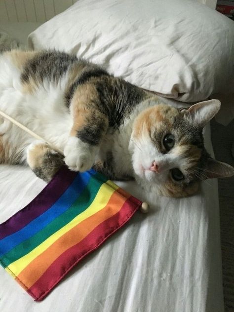 Pride Party, Bi Flag, Gay Flag, Lgbtq Flags, Lesbian Flag, Gay Aesthetic, Rainbow Cat, Mia 3, Rainbow Flag