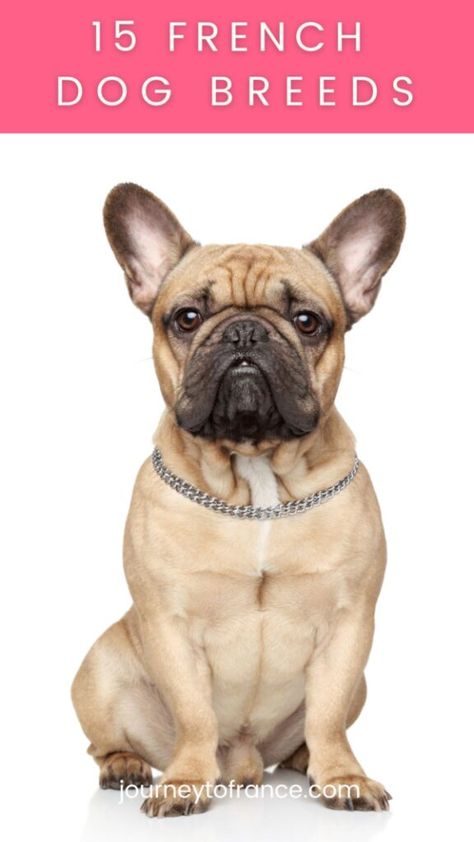 Are you looking for the most popular French dog breeds? France has contributed much to world culture, including gourmet food, high fashion, and groundbreaking films. However, you might not know that several popular dog breeds originated in this nation. In this quick guide, we will learn more about the history of some of the most … The post 15 French Dog Breeds appeared first on Journey To France. Frug Dog Breed, French Dog Breeds, Briard Dog, Pyrenean Mountain Dog, French Dog, Hound Breeds, French Dogs, Popular Dog Breeds, French Culture