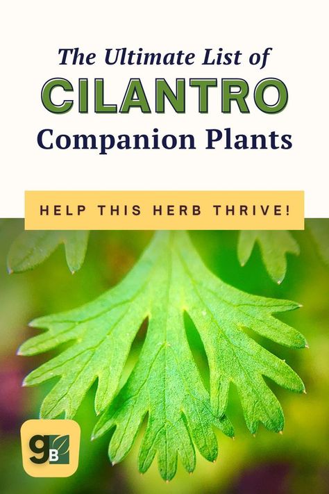 Cilantro companion plant guide. Growing Cilantro Outdoors, Herb Companion Planting, How To Harvest Cilantro, Parsley Plant, Companion Planting Chart, Cilantro Plant, Medicine Garden, Cilantro Seeds, Gardening Herbs