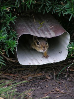 Chipmunk Repellent, Get Rid Of Chipmunks, Squirrel Repellant, Get Rid Of Squirrels, John Hanson, Lawn Pests, Soil Erosion, Rodent Repellent, Diy Pest Control