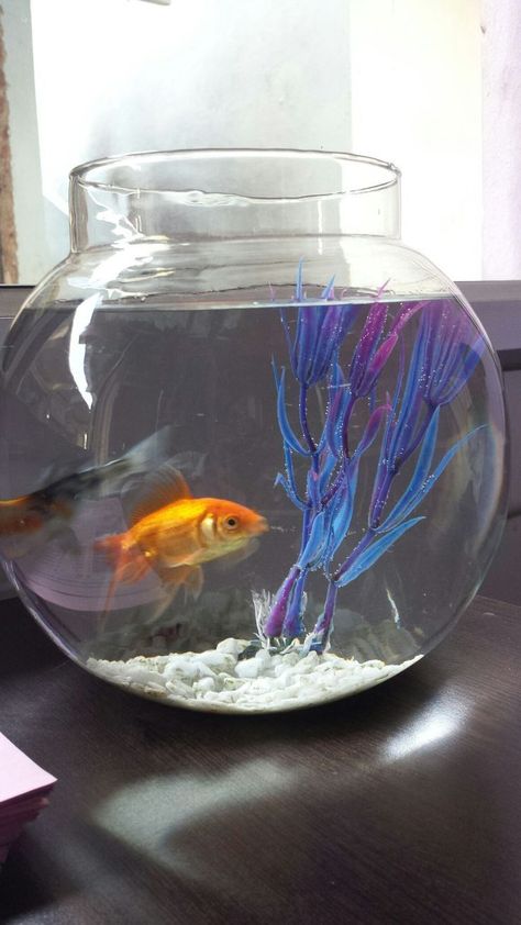 fish bowl - fish bowl ideas - terrarium ideas - fish taco bowl - beta fish bowl ideas - betta fish tank ideas - terrarium -diy terrarium - aesthetic fish tank ideas - terrarium plants - terrarium table - terrarium diy - terrariums home aquarium ideas - fish tank ideas - wall aquarium - aquarium - aquarium stand ideas - aquarium fish - aquarium stand - Fish tank - aquarium design - aquarium ideas - fish aquarium ideas - aquarium date diy fish tank stand fish bowl centerpiece wedding aquarium ide Fish Pet Bowl, Fish Bowl Ideas Diy, Beta Fish Bowl Ideas, Pet Fish Bowl, Fish Bowl Centerpiece Wedding, Aesthetic Fish Tank Ideas, Fish Bowl Ideas, Fish Taco Bowl, Fish Bowl Decorations