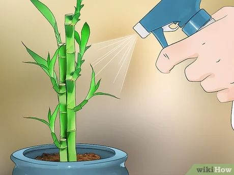 Indoor Bamboo Plant, Bamboo Plant Care, Indoor Bamboo, Bamboo Species, Lucky Bamboo Plants, Bamboo Care, Making Plant Pots, Bamboo Plant, Small Backyard Gardens