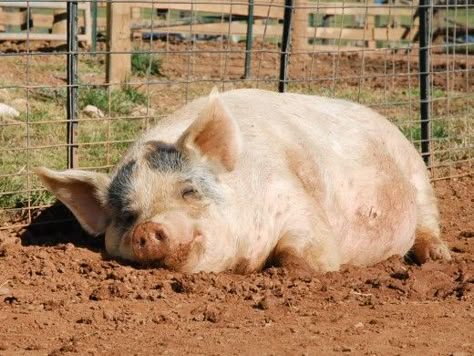 Kune Kune Pigs, Pig In Mud, Happy Pig, Pig Art, Cute Piggies, Hen House, This Little Piggy, Animal Sanctuary, Animal Projects