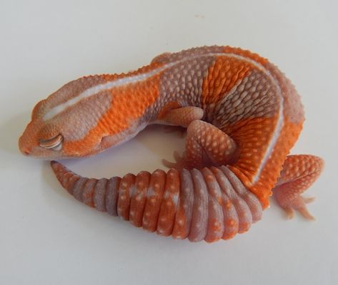 African Fat Tailed Gecko, Fat Tailed Gecko, Cute Gecko, Reptile Room, Graffiti Writing, Cute Reptiles, Leopard Gecko, Reptiles And Amphibians, Gecko