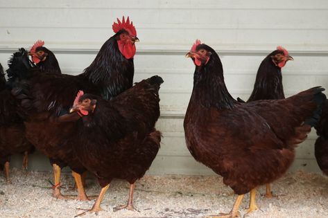 Rhode Island Red Hen, Rhode Island Red Chickens, Poultry Breeds, Chicken Flock, Rhode Island Red, Plymouth Rock, Red Hen, Brown Eggs, Animal Science