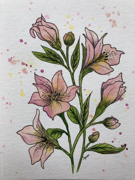 Alstroemeria Flower Drawing, Azalea Watercolor Paintings, Alstroemeria Painting, Alstroemeria Drawing, Azalea Flower Drawing, Alstroemeria Tattoo, College Doodles, Hummingbird With Flowers, Carnation Tattoo