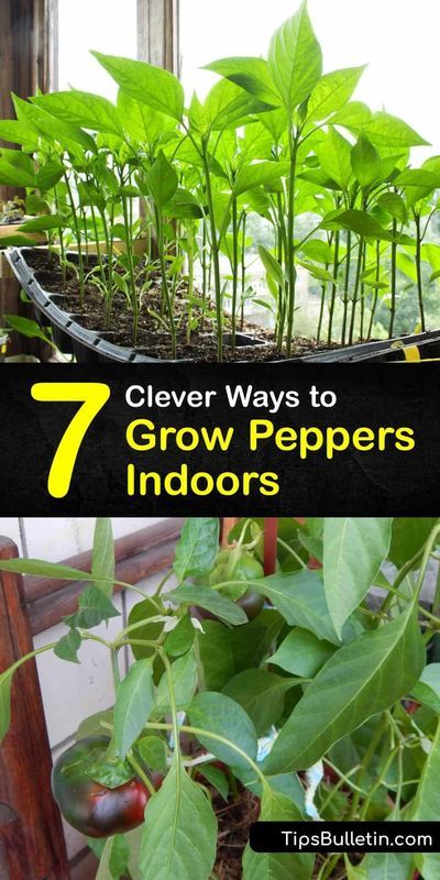 Learn how to grow peppers indoors, from bell peppers to chili-peppers like habanero. Soak seeds to promote germination, place the pots in full sun, and ensure cooler nighttime temperatures… Growing Green Peppers, Grow Bell Peppers, Peppers Growing, Grow Peppers, Growing Bell Peppers, Growing Peppers, Winter Gardening, Growing Greens, Grow Vegetables