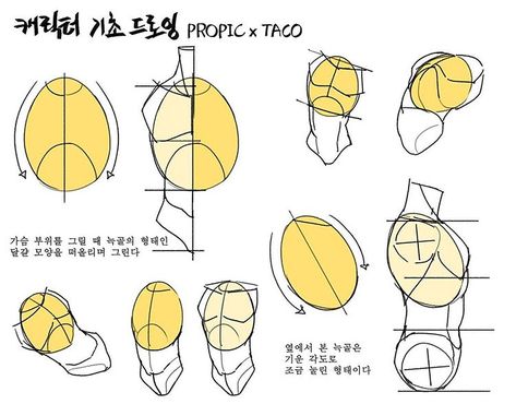 When drawing the chest area, think pf the ribs as some kind of egg shape. The side profile of the ribs are tilted slightly and ‘squished’ a little down. Point Character Drawing, Taco Drawing, Anatomy Tutorial, Human Anatomy Drawing, Body Drawing Tutorial, Manga Drawing Tutorials, Human Anatomy Art, Anatomy Sketches, Body Reference Drawing