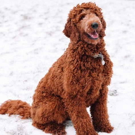 Types of Goldendoodle Colors - With Pictures! 17 Goldendoodle Colors, Red Doodles, Brown Goldendoodle, Apricot Goldendoodle, White Goldendoodle, Goldendoodle Black, Doodle Dog Breeds, Goldendoodle Haircuts, Red Goldendoodle