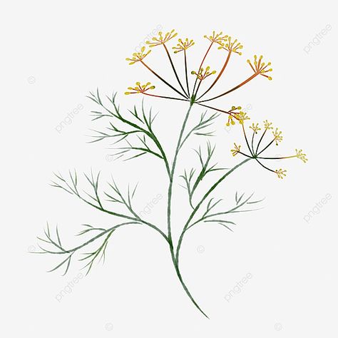 Flower Simple Drawing, Angelica Plant, Flower Drawing Sketch, Angelica Flower, Ginseng Plant, Plant Png, Plant Background, Plant Tattoo, Flowers Tattoo