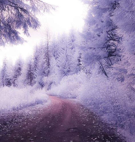 Lavender Road | by Matt_Sahli Winter Aesthetic, Lavender, Trees, Wallpapers, Road, Purple