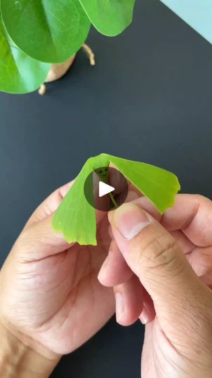 Flapping Bird, Planting For Kids, Mulberry Leaf, Paper Craft Ideas, Diy Birds, Leaf Crafts, Ginkgo Leaf, Craft Projects For Kids, New Kids On The Block