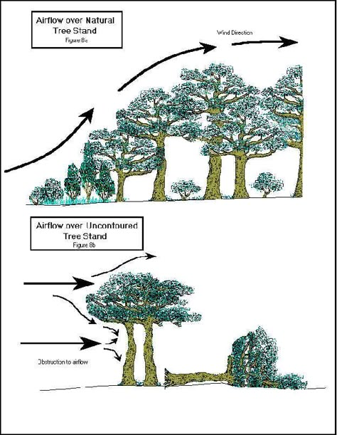 PIC ONLY Wind Break Plants, Wind Blocking Landscaping, Windbreak Planting, Windbreak Trees, Wind Blocking, Wind Break, Permaculture Gardening, Permaculture Design, Forest Garden