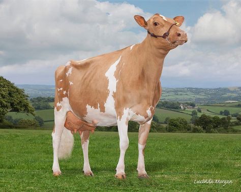 Guernsey Guernsey Cow, Animal Inspiration, Dream Farm, Dairy Cow, Farm Cow, Dairy Cows, Ffa, Farm Life, Dairy