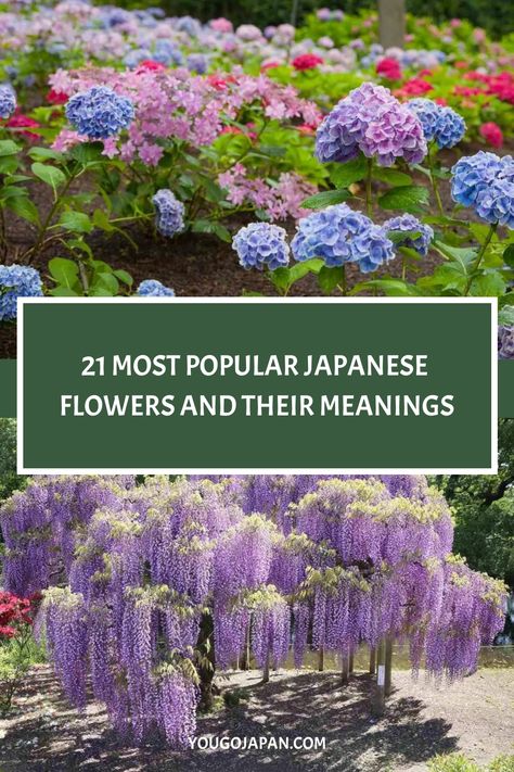 Every petal in the Japanese flowers arrangement conveys its message, creating personal symbolism. Read our guide to learn all. Flowers And Their Meanings, Osmanthus Fragrans, Freesia Flowers, Purple Wisteria, Start Of Winter, Japanese Water, Cosmos Flowers, Flower Guide, Flower Meanings