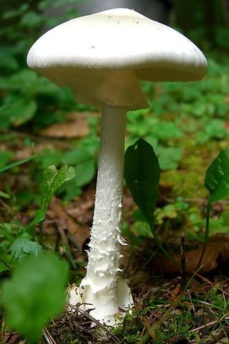 European Destroying Angel (Amanita Virosa) ~ By Jason Hollinger Destroying Angel, Amanita Phalloides, Fungi Kingdom, Fantastic Fungi, Agave Attenuata, Mushroom Identification, Poisonous Mushrooms, Mushroom Magic, Mushroom Pictures