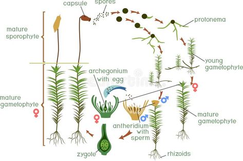 Moss life cycle. Diagram of life cycle of Common haircap moss Polytrichum commune. With titles royalty free illustration Plant Life Cycle, Moss Art, Wild Plants, Free Illustration, Forest Fairy, Study Unit, Life Cycle, Life Cycles, Free Illustrations