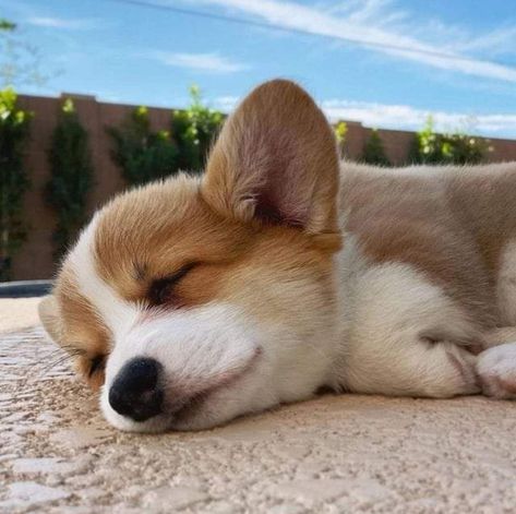 Corgi Aesthetic, Trans Masc, Cute Corgi Puppy, Corgi Dogs, Corgi Puppies, Corgi Art, Cute Dogs Images, Really Cute Dogs, Cute Little Puppies