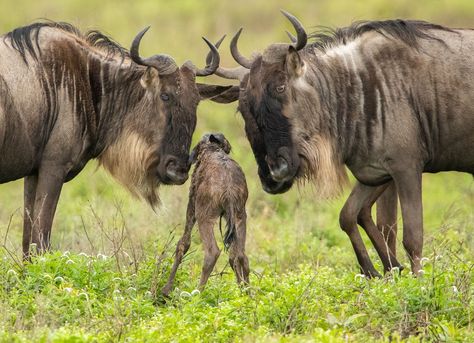 Experience the Wildebeest Calving Season in Tanzania 🐃 Witness the awe-inspiring wildebeest calving season, where hundreds of thousands give birth across the Serengeti’s plains from late January to February. This natural spectacle attracts predators, creating dynamic wildlife interactions. It’s an exceptional time for visitors to see the start of life in the wild and the immediate challenges these calves face. 🦁 Catch this breathtaking event on a safari with Easy Travel Tanzania! 🌄 #Wildeb... Travel Tanzania, Calving Season, Give Birth, Easy Travel, In The Wild, Awe Inspiring, The Start, Tanzania, The Wild