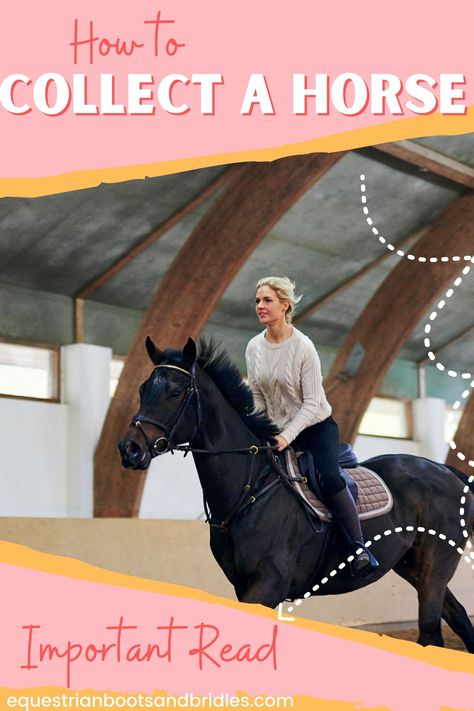 Horse Collection Exercises, Horse Riding Tips Jumping, English Riding Tips, Horse Riding Exercises, Horse Bonding, Lunging Horse, English Horseback Riding, Horse Training Ground Work, Therapeutic Horseback Riding