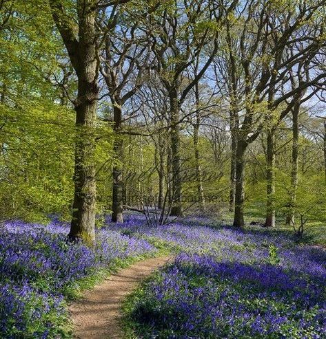 Bluebell Forest, Frost Fairy, Real Estate Portfolio, Bluebell Woods, Gertrude Jekyll, Fairy Tale Forest, Into The Forest I Go, Needle Felting Ideas, Scenery Photos