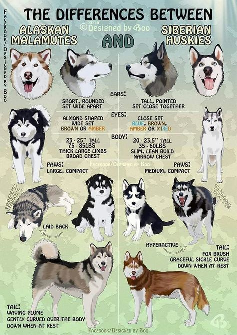 Huskie vs Malamute. MALAMUTES !!! Alaskan Malamute Puppies, Malamute Husky, Husky Breeds, Malamute Puppies, Alaskan Husky, Husky Lover, Siberian Husky Dog, 강아지 그림, Most Popular Dog Breeds