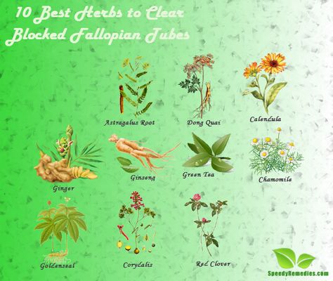 Herbs for blocked fallopian tubes Herbs To Unblock Fallopian Tubes, Fallopian Tube Blockage Natural Remedies, Unblock Fallopian Tubes, Fallopian Tube Blockage, Blocked Fallopian Tubes, Fertility Help, High Blood Pressure Remedies, Womb Healing, Fertility Awareness