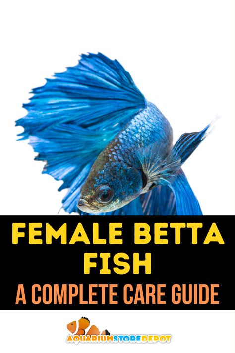 Female Betta Fish Female Betta Fish Sorority, Betta Female Sorority, Betta Fish Care Guide, Betta Sorority, Female Betta Fish, Betta Community Tank, Fish Compatible With Betta, Female Betta, Betta Tank Mates