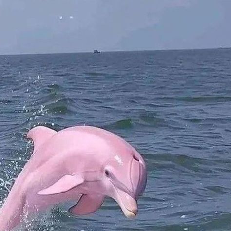 @mignonettetakespictures on Instagram: "pink dolphins are one of the rarest animals in the world.

in 2015, Labroots reported that only 14 of these dolphins were known to exist in the world. pink dolphins, also known as Chinese white dolphins, are white in color but appear pink when they exert energy, such as when swimming and jumping near the surface of the water. 
this is due to the ventilation of blood and oxygen beneath their skin.

since 2015, the number of pink dolphins has yet to be confirmed with the world wildlife foundation saying that there are only an estimated 2,000 pink dolphins left in the Pearl River Delta (2020).

📸 @2022dirt" Pink Mermaid Aesthetic, Rarest Animals, Chinese White Dolphin, Pink River Dolphin, Barbie In A Mermaid Tale, Barbie Aesthetics, Pink River, Mermaid Stories, River Dolphin