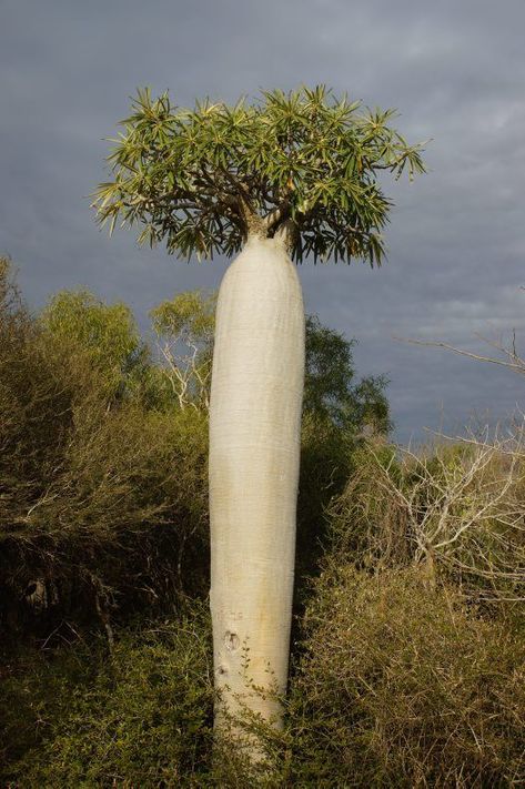 Cool Trees, Ormanlık Alan, Weird Trees, Trees Beautiful, Amazing Trees, Baobab Tree, Lovely As A Tree, Unusual Plants, Beautiful Trees