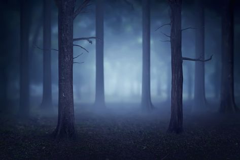 Forest with lots of trees and fog Premiu... | Premium Photo Background Tree, Scary Backgrounds, Creepy Backgrounds, Gacha Backgrounds, Star Overlays, Photo Room, Forest Background, Scenery Background, Foggy Forest