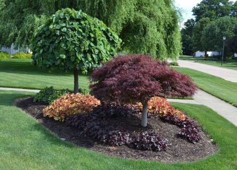 Gardening expert Mike McGroarty of Mike's Backyard Nursery planted herbaceous perennials and trees of varying heights — lavender twist red bud tree and a laceleaf weeping Japanese red maple — to form  this "island" in his front yard. Large Yard Landscaping, Japanese Red Maple, Cheap Landscaping Ideas, Easy Landscaping, Front Landscaping, Garden Shrubs, Beautiful Yards, Large Yard, Home Landscaping